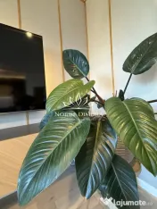 Nord One Brediceanu - Apartament smart home cu 2 camere -... 