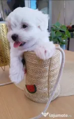 Bichon Maltez