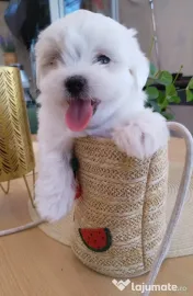 Bichon Maltez 