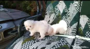 Bichon Maltez 