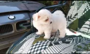 Bichon Maltez 