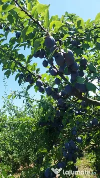 Vând prune de calitate superioară 