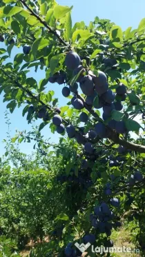 Vând prune de calitate superioară