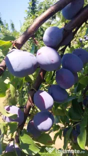Vând prune de calitate superioară 
