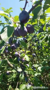 Vând prune de calitate superioară 