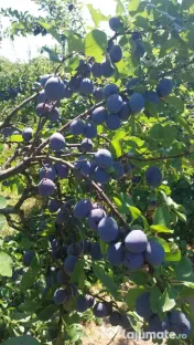Vând prune de calitate superioară 