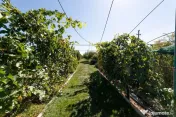 Casa visurilor cu 4000 mp livada roditoare si gradina Dar...