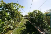 Casa visurilor cu 4000 mp livada roditoare si gradina Darmanesti-Arges 