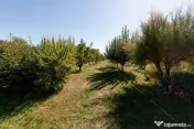 Casa visurilor cu 4000 mp livada roditoare si gradina Dar...