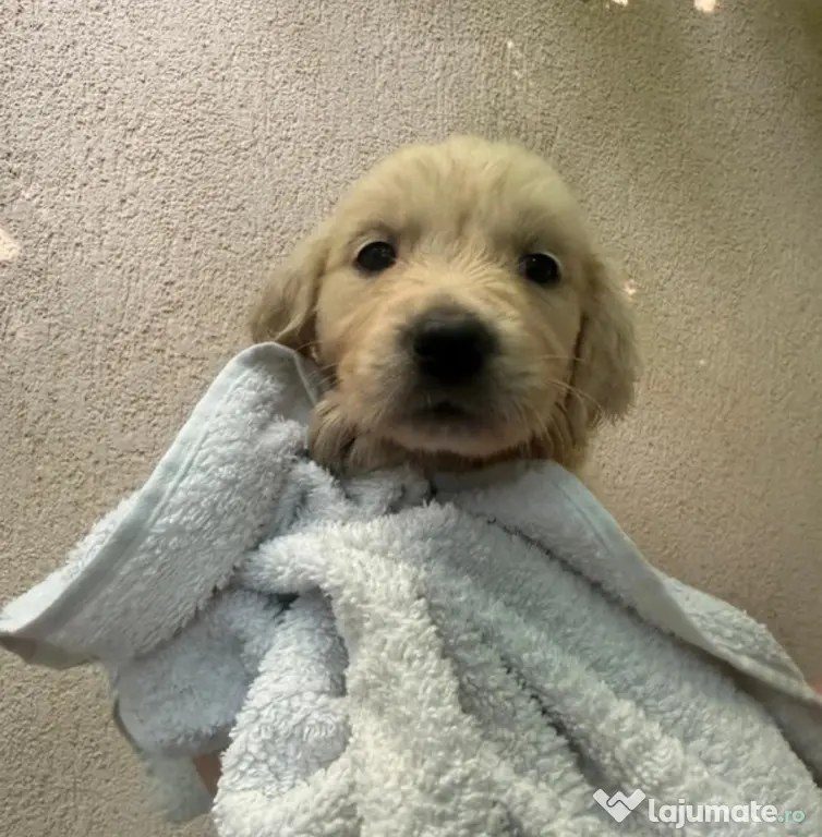Pui Golden Retriever