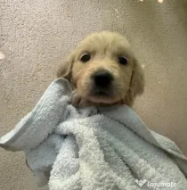 Pui Golden Retriever