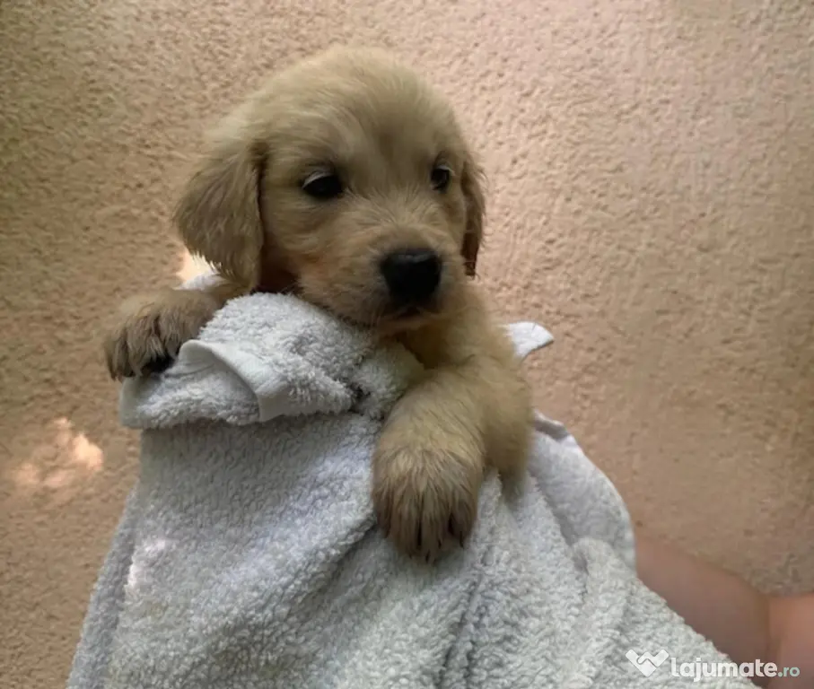 Pui Golden Retriever