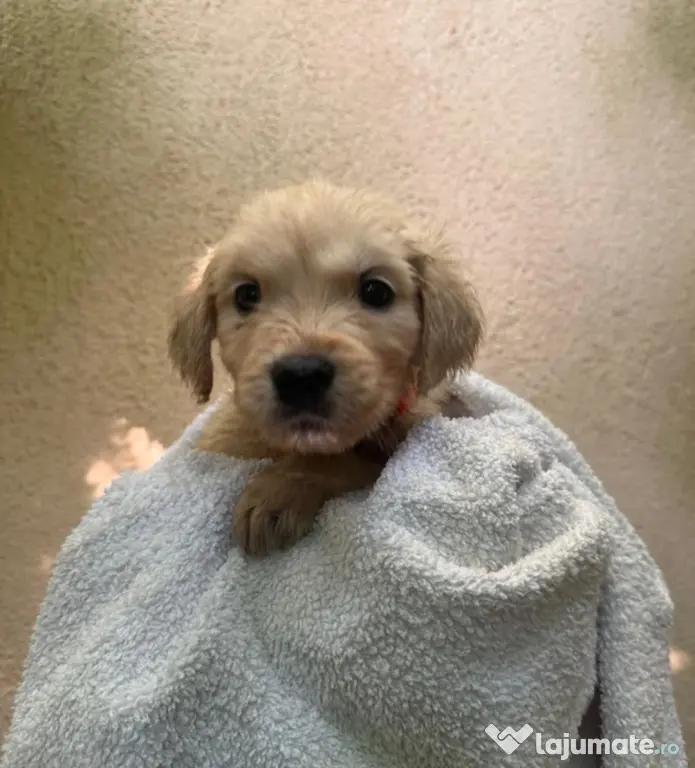 Pui Golden Retriever