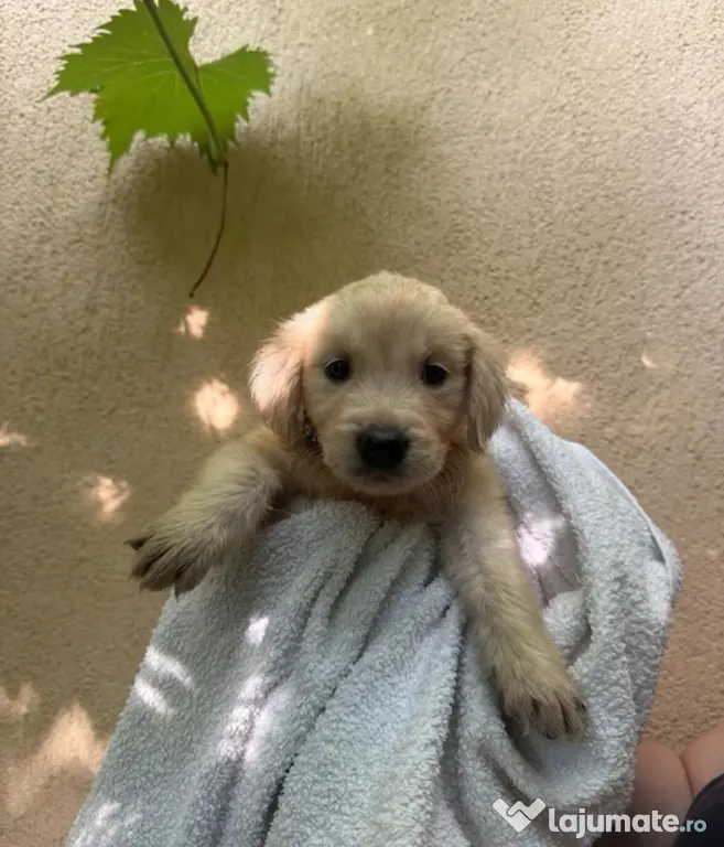 Pui Golden Retriever