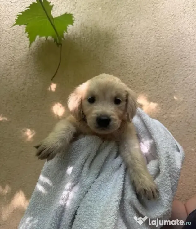 Pui Golden Retriever