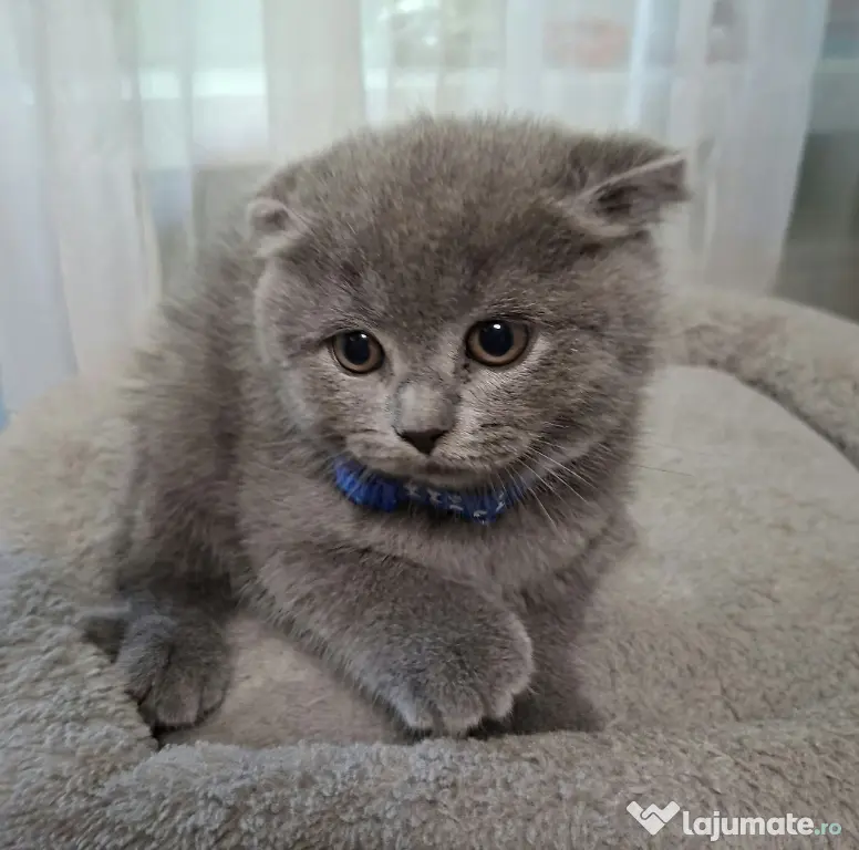Vand pui de pisica Scottish fold