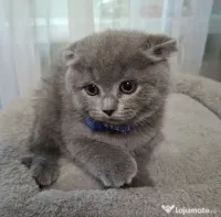 Vand pui de pisica Scottish fold