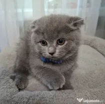 Vand pui de pisica Scottish fold