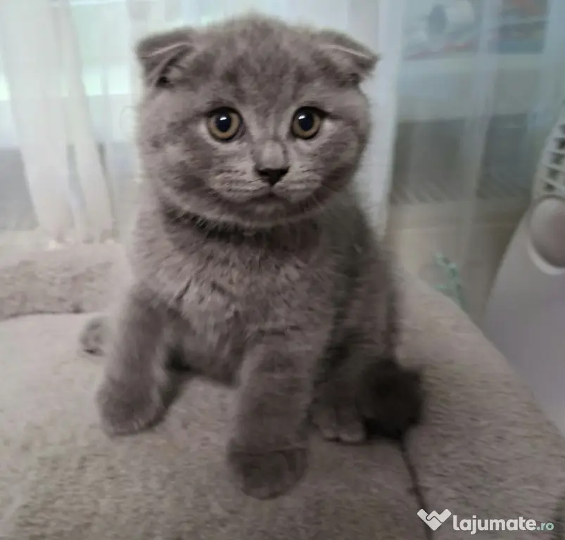 Vand pui de pisica Scottish fold