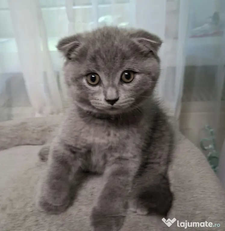 Vand pui de pisica Scottish fold