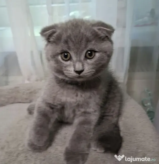 Vand pui de pisica Scottish fold