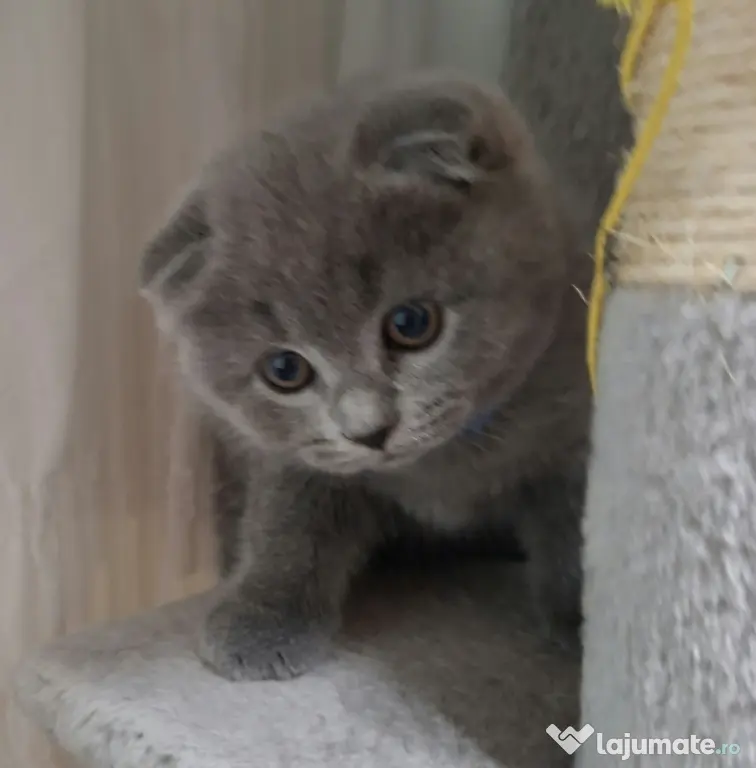 Vand pui de pisica Scottish fold