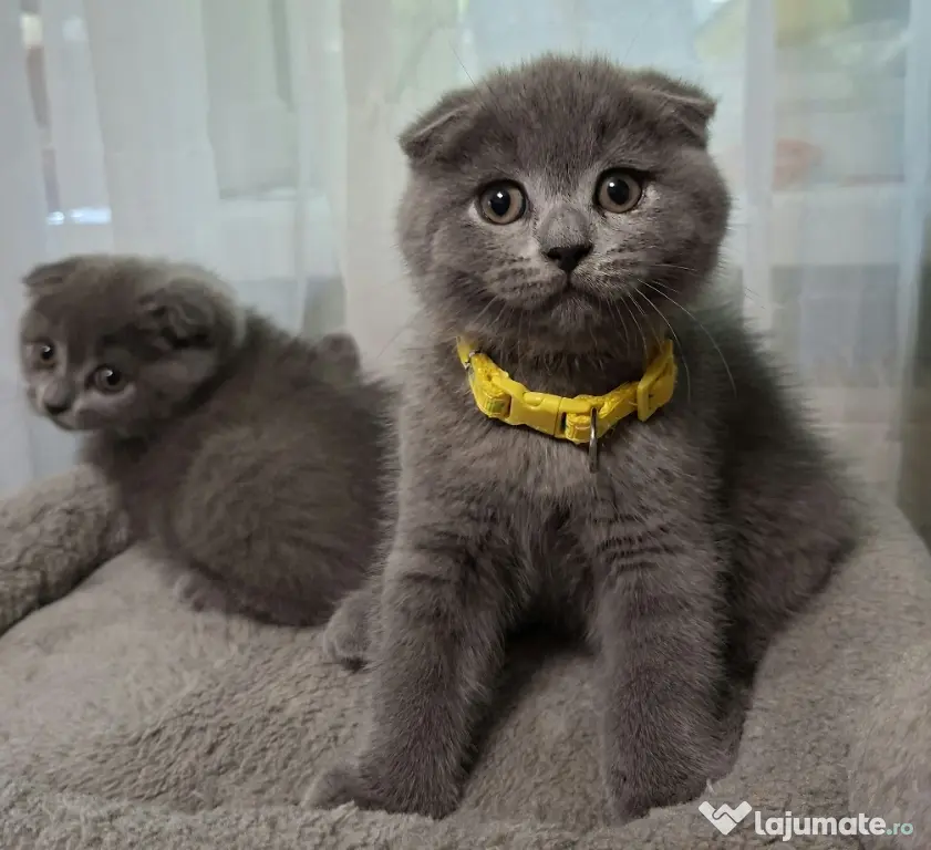 Vand pui de pisica Scottish fold
