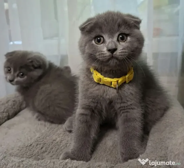 Vand pui de pisica Scottish fold