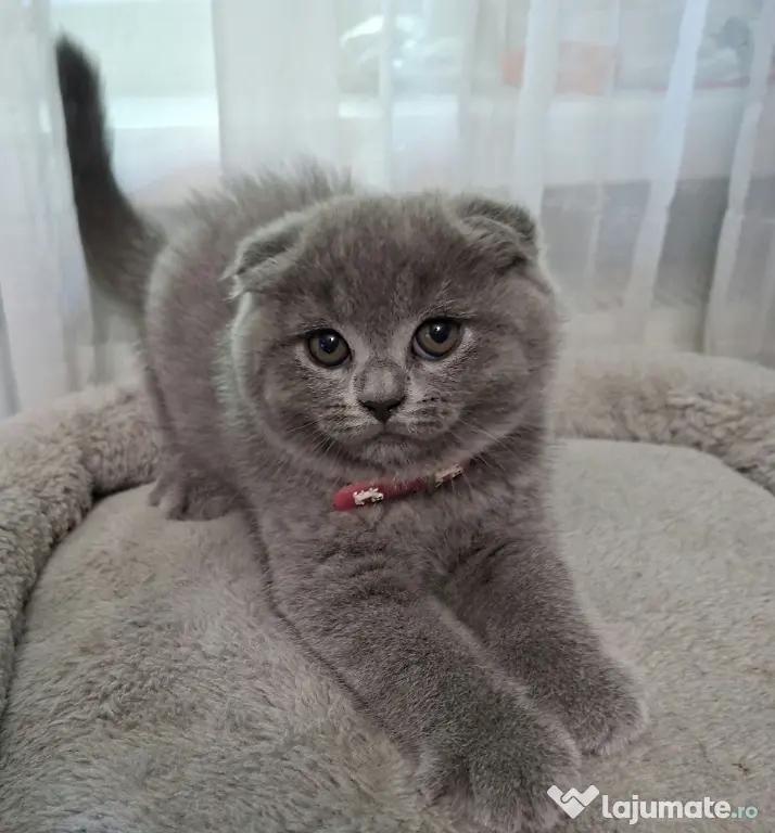 Vand pui de pisica Scottish fold