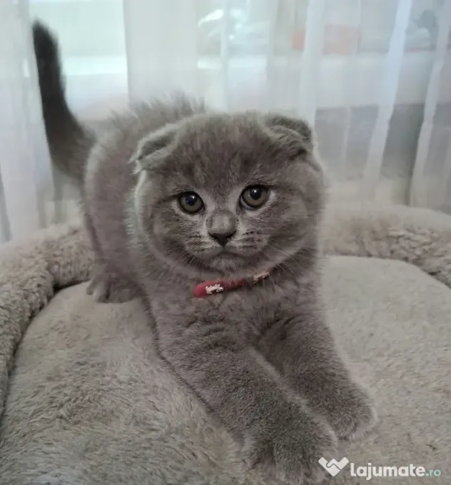 Vand pui de pisica Scottish fold