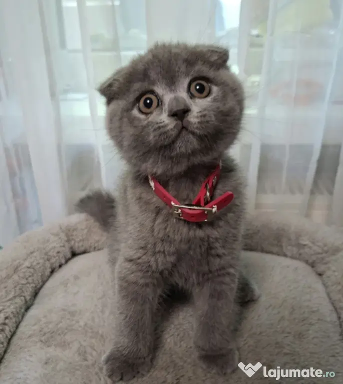 Vand pui de pisica Scottish fold