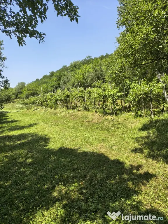Teren Extravilan Fagaras 1414 mp (livada) - Fagaras (Brasov)