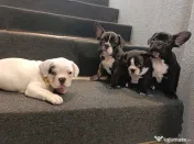 Bulldog francez 