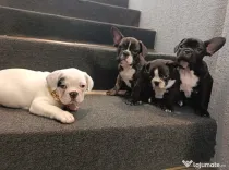Bulldog francez