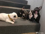 Bulldog francez 