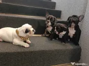Bulldog francez 