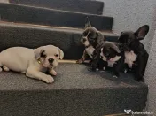 Bulldog francez 