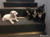 Bulldog francez 