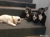 Bulldog francez 