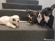 Bulldog francez 
