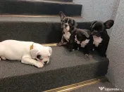 Bulldog francez 