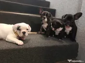 Bulldog francez 