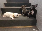 Bulldog francez 