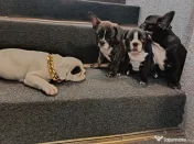 Bulldog francez 