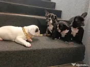 Bulldog francez 