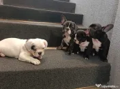 Bulldog francez 