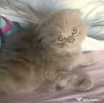 Mascul scottish fold