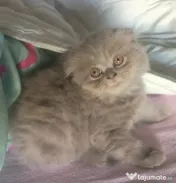 Mascul scottish fold 