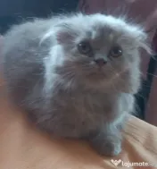 Mascul scottish fold 