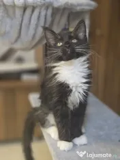Azure – Pui Maine Coon, mascul, 3 luni, foarte afectuos 